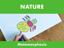 Nature - Metamorphosis