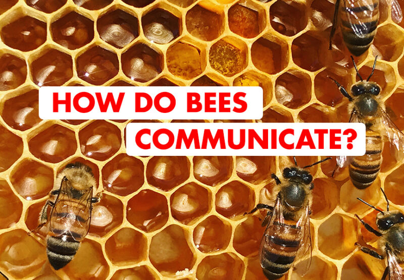 how do bees communicate