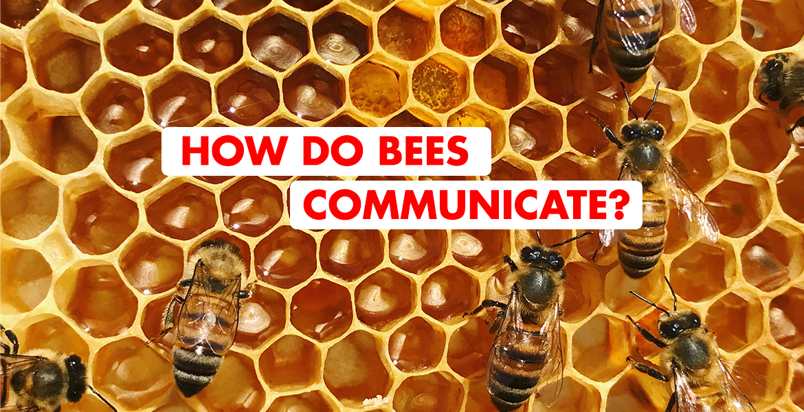 how do bees communicate