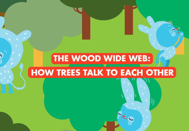 The wood wide web: How trees talk to each other