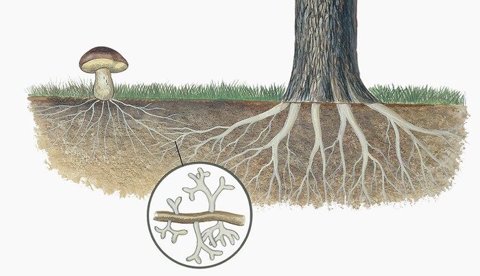 The wood wide web: How trees talk to each other